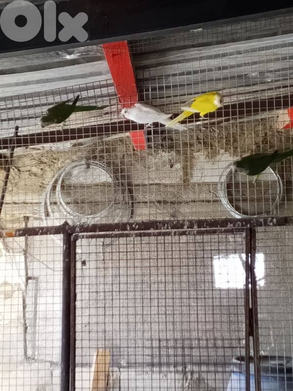 جواز كويكر 1