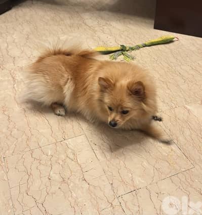 Spitz Pomeranian female 8 months