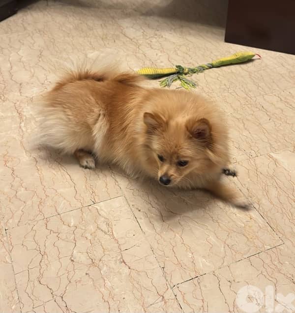 Spitz Pomeranian female 8 months 0