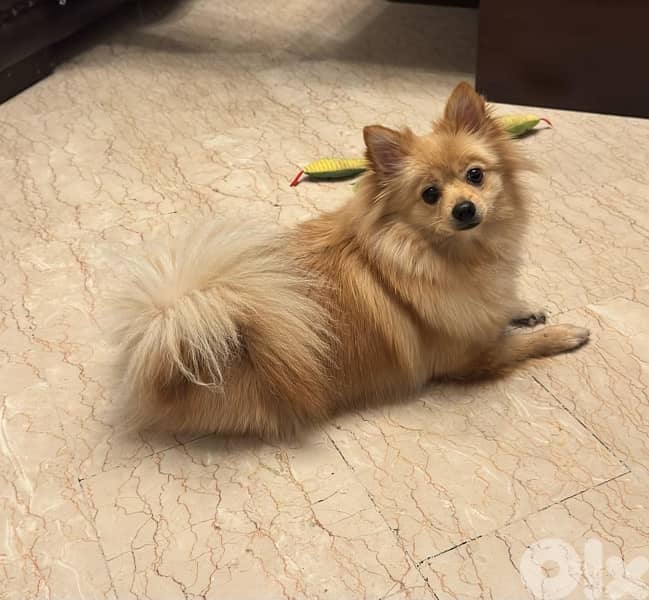 Spitz Pomeranian female 8 months 1