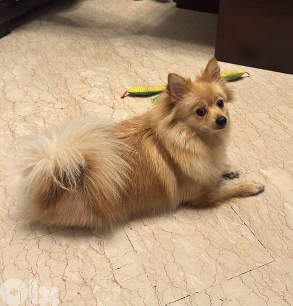 Spitz Pomeranian female 8 months 7