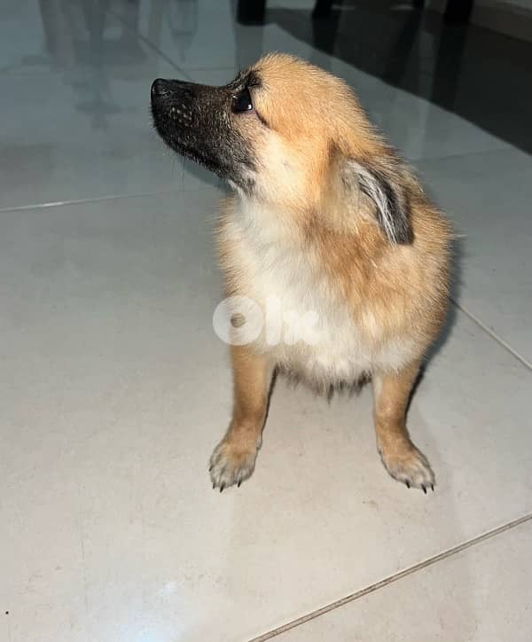 pomeranian 0