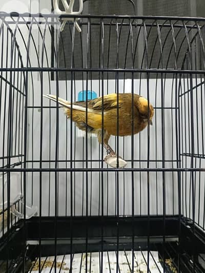 كنار يوركشاير