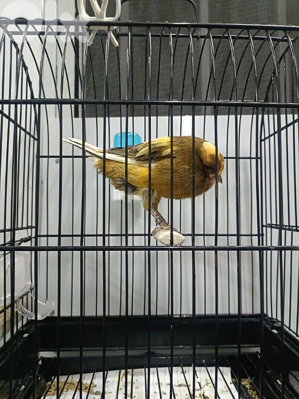 كنار يوركشاير 0