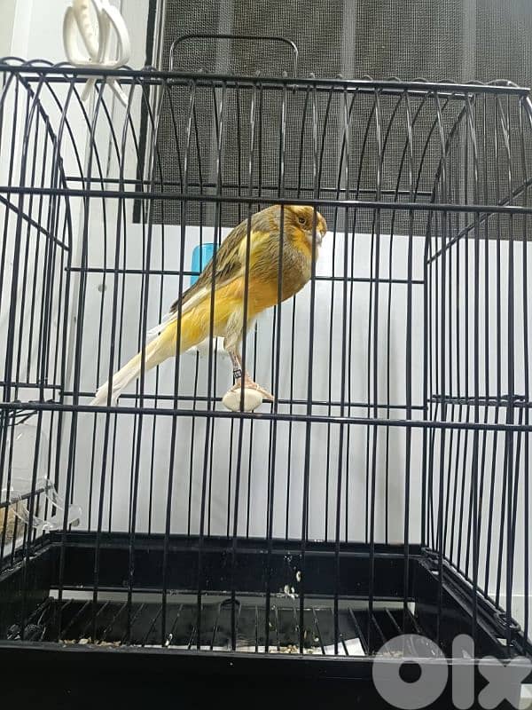 كنار يوركشاير 1