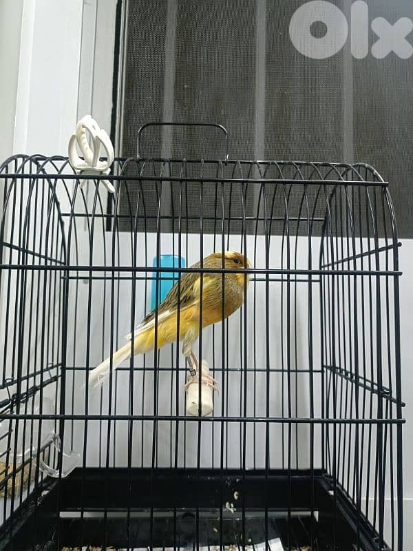 كنار يوركشاير 2