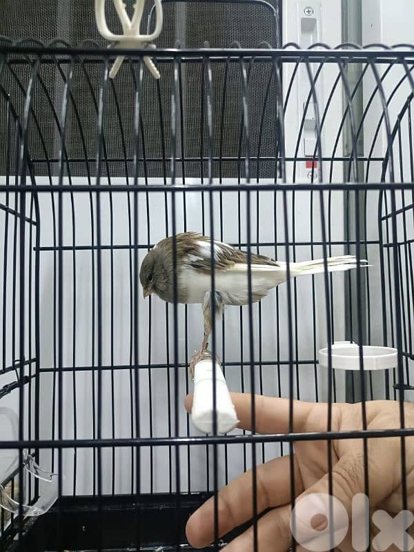 كنار يوركشاير 4