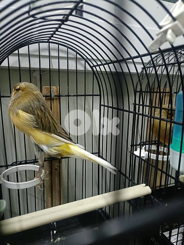 كنار يوركشاير 5