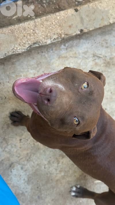 pitbull female