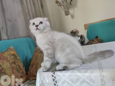 Scottish fold kitten