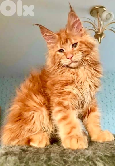 Maine Coon imported ON ORDER pure breed kitten / Cat / قطط