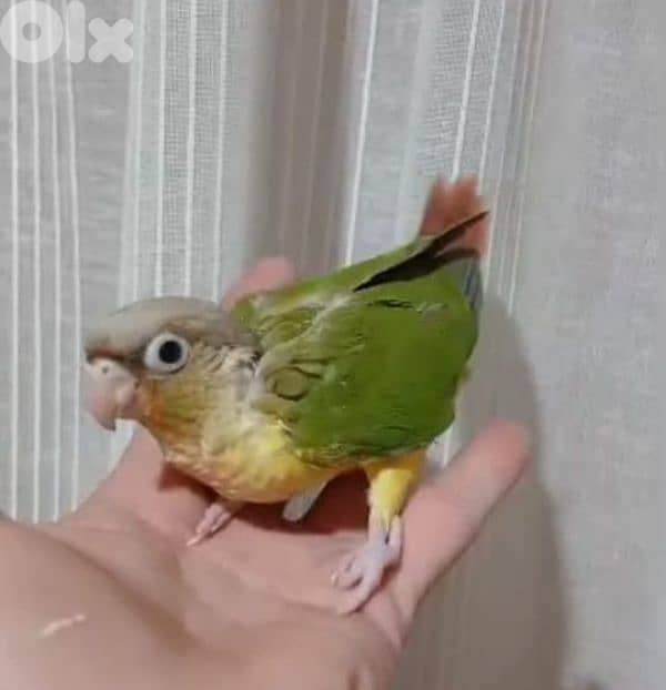 كونيور تزقيم  للحجز مروض فاضل اسبوعين وبينفطم 0