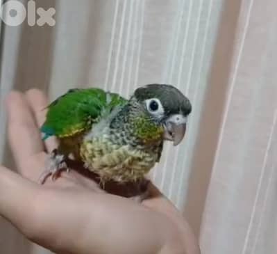 كونيور تزقيم  للحجز مروض فاضل اسبوعين وبينفطم