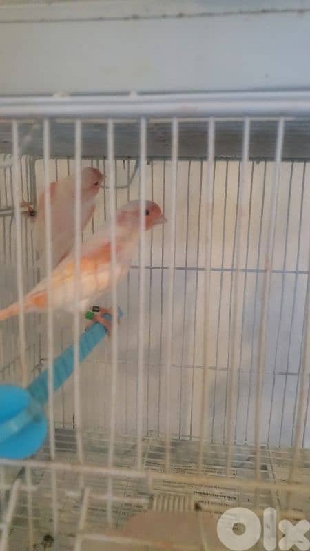 ذكرين موزايك أحمر 25 و24 صح ذهب 0