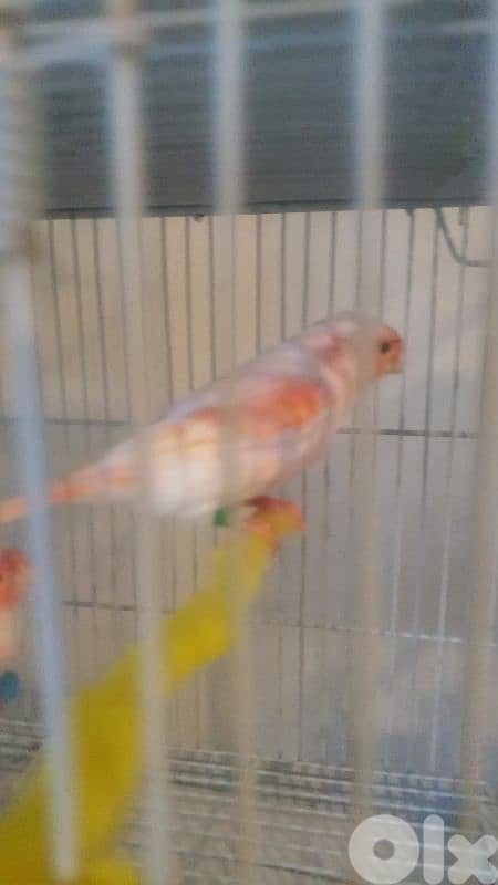 ذكرين موزايك أحمر 25 و24 صح ذهب 1