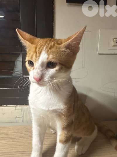white and orange cat