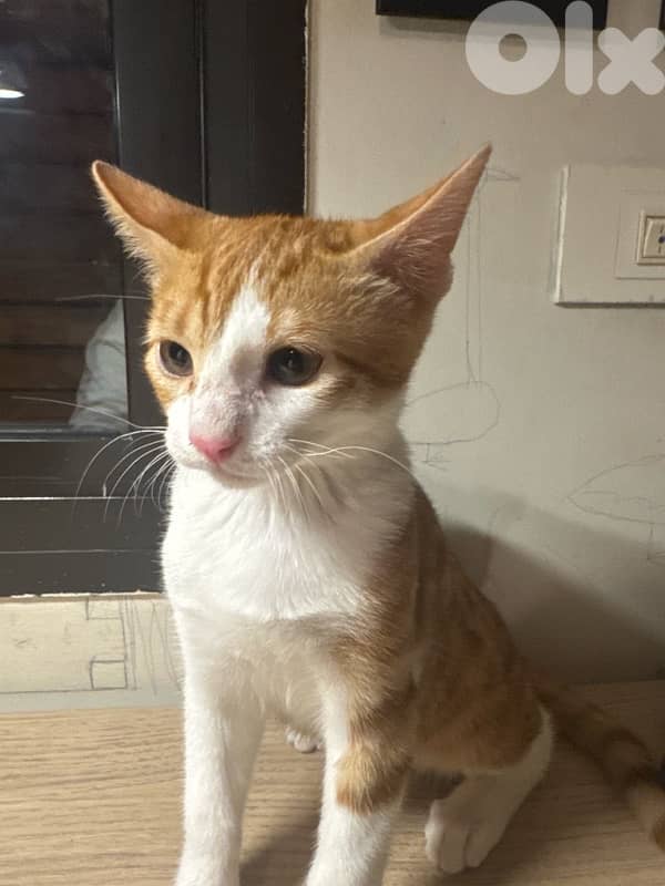 white and orange cat 0