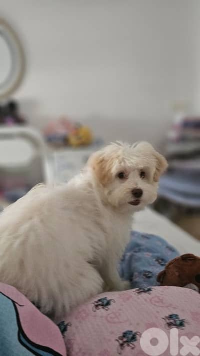 Cute Dog for Adoption 8 months old