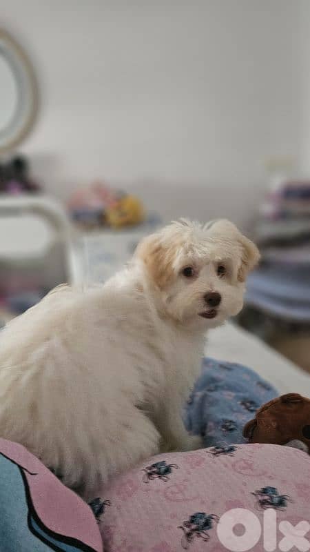 Cute Dog for Adoption 8 months old 0