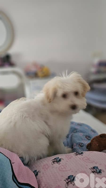 Cute Dog for Adoption 8 months old 1