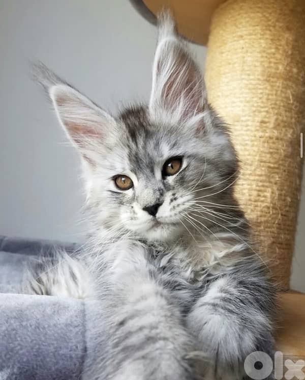 Maine coon kitten Mainecoon We deliver / cat / قطط 0