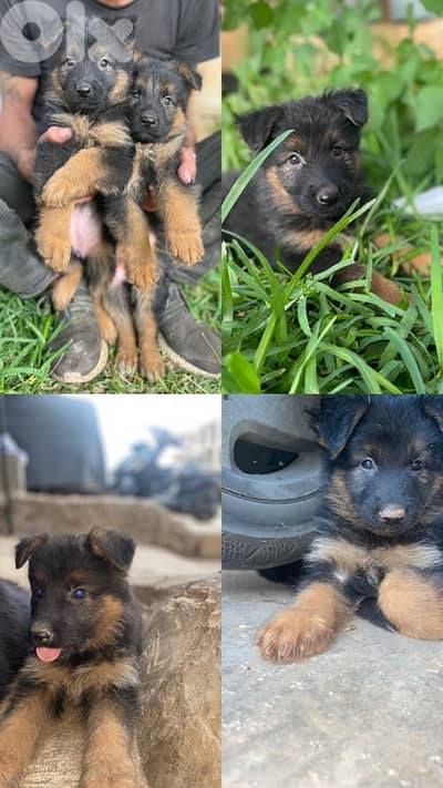 ‏منطقة جدره ‏