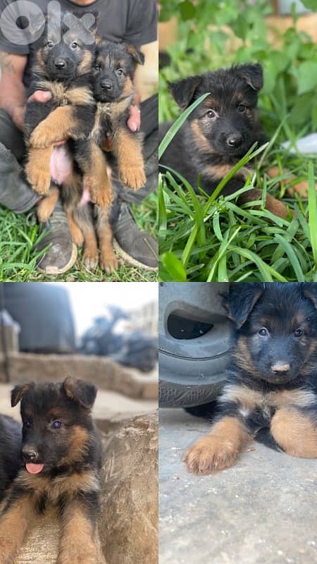 ‏منطقة جدره ‏ 0