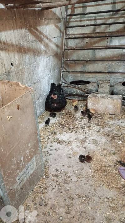 جاجه معها 10 صيصان