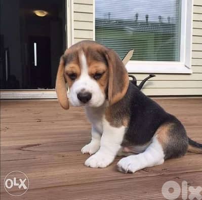 Beagle Pure Breed Available/ dog كلاب