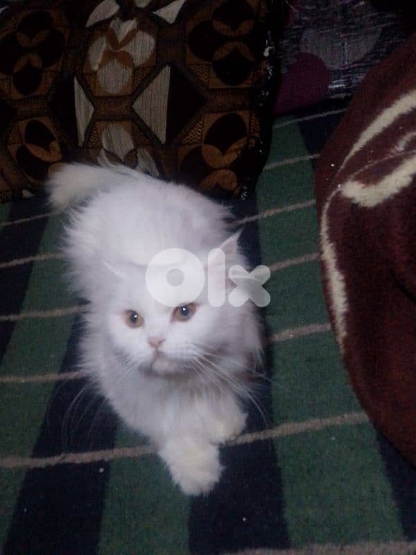 فارسية شانشيلا 5