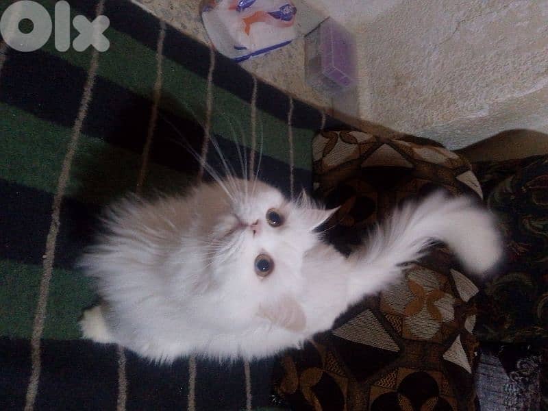 فارسية شانشيلا 4