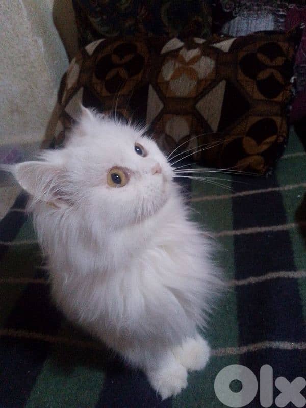 فارسية شانشيلا 0