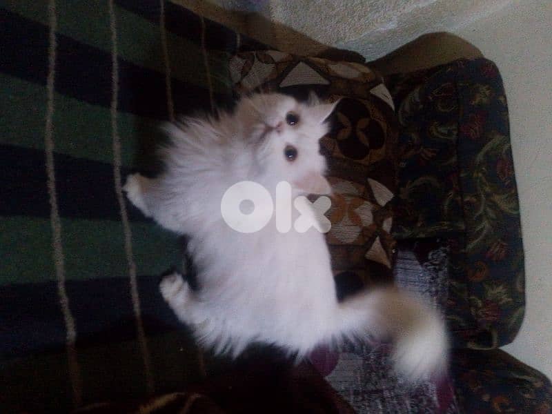 فارسية شانشيلا 1