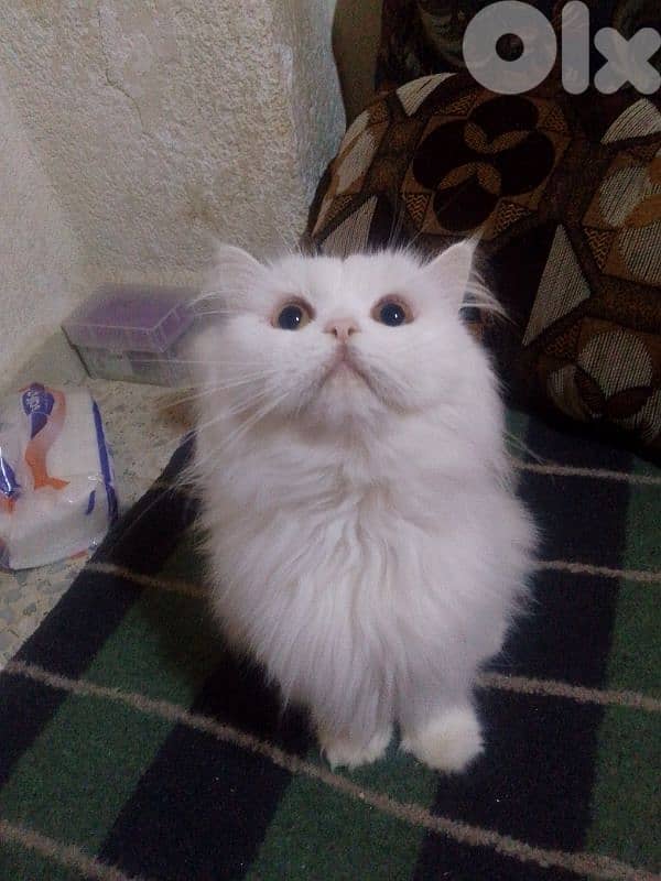 فارسية شانشيلا 3