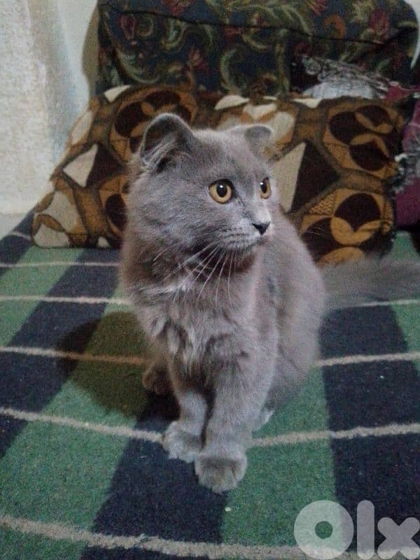 فارسية شانشيلا 2