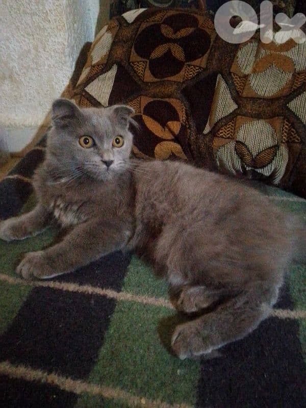 فارسية شانشيلا 6