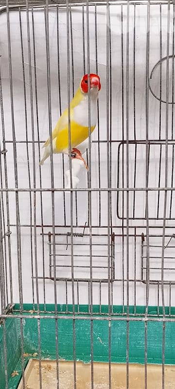 gouldian finch حسون استرالي 1