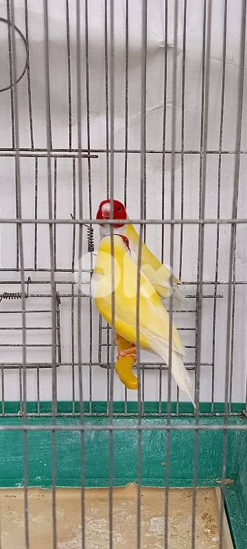 gouldian finch حسون استرالي 2