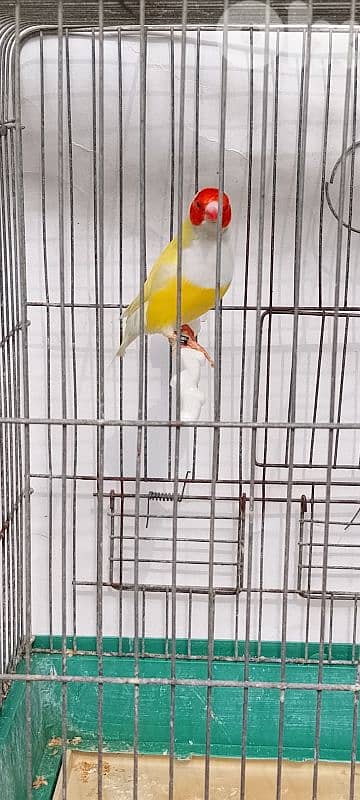 gouldian finch حسون استرالي 3