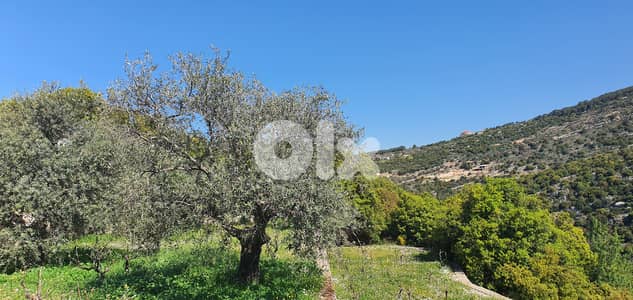 Land for sale in Chebtine-Batroun أرض للبيع في شبطين-البترون