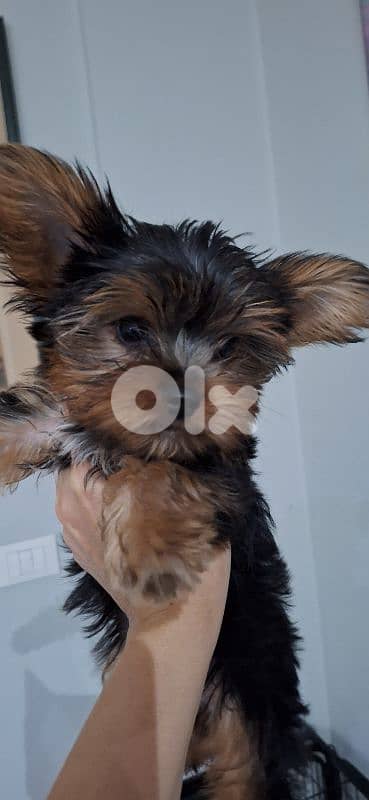 yorkshire terrier teacup 3 months old puppy