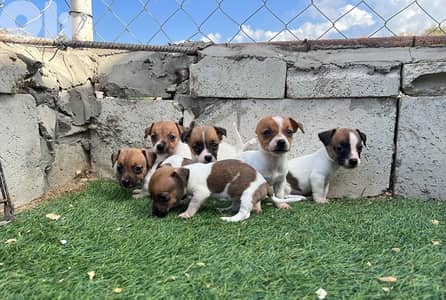 teacup jackrussel puppies