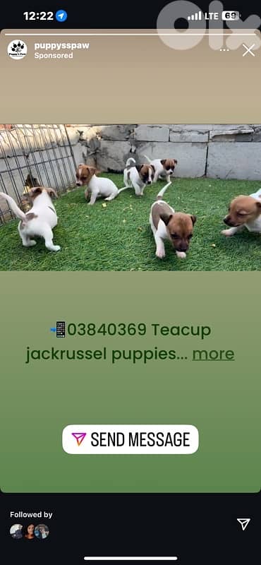 teacup jackrussel puppies 2