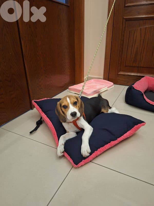 beautiful beagle female fir sale 0