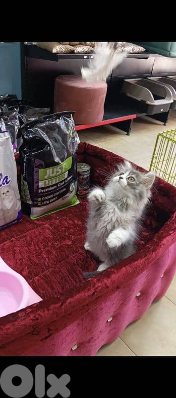 British long and short hair