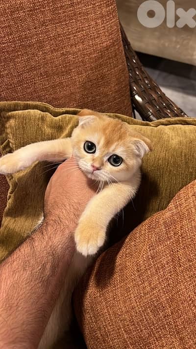 Golden NY 12 Male and Female Vaccinated