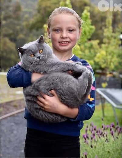 Scottish and british 70485808