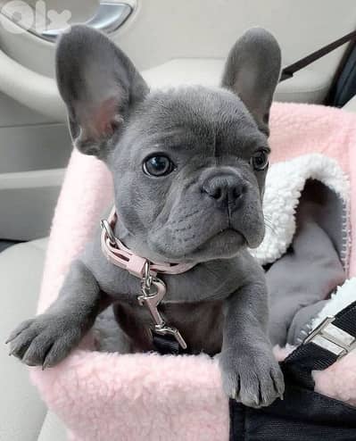 Blue French Bulldog Puppies/ dog كلاب