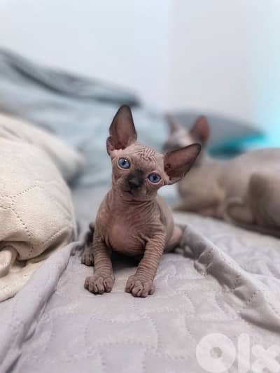 Imported Sphynx Kittens/ cat قطط