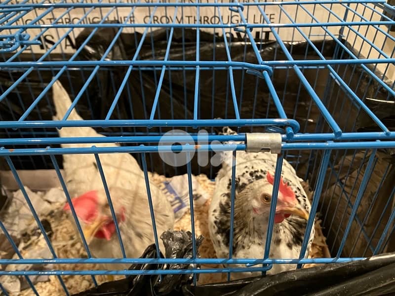 chicken and rooster with new cage 0